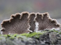 Schizophyllum commune 10, Waaiertje, Saxifraga-Luuk Vermeer