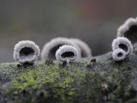 Schizophyllum commune 12, Waaiertje, Saxifraga-Luuk Vermeer