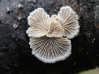 Schizophyllum commune 13, Waaiertje, Saxifraga-Luuk Vermeer