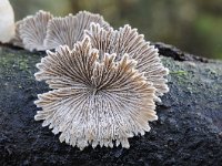 Schizophyllum commune 16, Waaiertje, Saxifraga-Luuk Vermeer