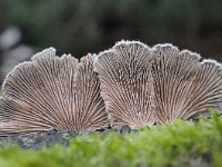 Schizophyllum commune 17, Waaiertje, Saxifraga-Luuk Vermeer