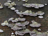 Schizophyllum commune 18, Waaiertje, Saxifraga-Luuk Vermeer