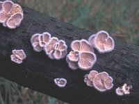 Schizophyllum commune 2, Waaiertje, Saxifraga-Jan van der Straten