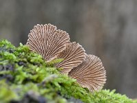 Schizophyllum commune 20, Waaiertje, Saxifraga-Luuk Vermeer