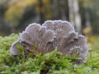 Schizophyllum commune 21, Waaiertje, Saxifraga-Luuk Vermeer