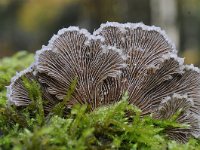 Schizophyllum commune 22, Waaiertje, Saxifraga-Luuk Vermeer