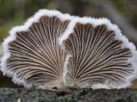 Schizophyllum commune 24, Waaiertje, Saxifraga-Luuk Vermeer