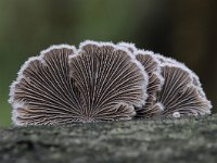 Schizophyllum commune 25, Waaiertje, Saxifraga-Luuk Vermeer