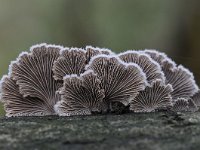 Schizophyllum commune 26, Waaiertje, Saxifraga-Luuk Vermeer