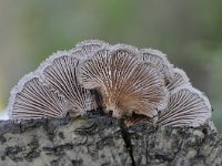 Schizophyllum commune 27, Waaiertje, Saxifraga-Luuk Vermeer