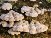 Schizophyllum commune 28, Waaiertje, Saxifraga-Tom Heijnen