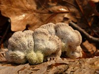 Schizophyllum commune 29, Waaiertje, Saxifraga-Tom Heijnen