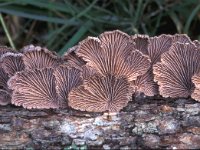 Schizophyllum commune 3, Waaiertje, Saxifraga-Jan de Laat