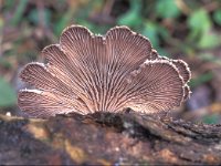 Schizophyllum commune 4, Waaiertje, Saxifraga-Jan de Laat