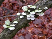 Schizophyllum commune 5, Waaiertje, Saxifraga-Peter Meininger