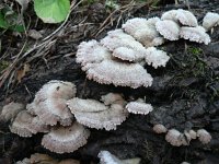 Schizophyllum commune 7, Waaiertje, Saxifraga-Jan Willem Jongepier