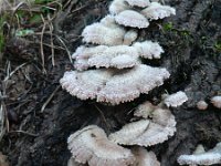 Schizophyllum commune 8, Waaiertje, Saxifraga-Jan Willem Jongepier