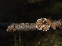 Schizophyllum commune 9, Waaiertje, Saxifraga-Jan van der Straaten