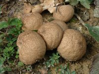 Scleroderma bovista, Potato Earthball