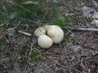 Scleroderma citrinum, Common Earthball