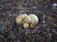 Fugus Common earthball (Scleroderma citrinum)  Fugus Common earthball (Scleroderma citrinum) : autumn, Common earthball, earth ball, earthball, fall, fugus, fungi, natural, nature, puffball, Scleroderma citrinum