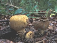 Scleroderma verrucosum, Scaly Earthball