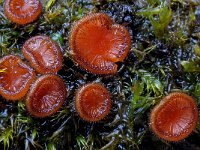 Scutellinia scutellata 1, Gewone wimperzwam, Saxifraga-Lucien Rommelaars