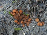 Scutellinia torrentis 3, Gerande wimperzwam, Saxifraga-Willem van Kruijsbergen