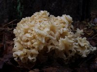 Sparassis crispa, Wood Cauliflower