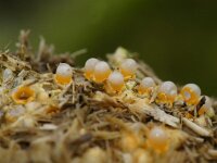 Sphaerobolus stellatus 4, Kogelwerper, Saxifraga-Foto Fitis-Sytske Dijksen