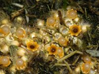 Sphaerobolus stellatus 5, Kogelwerper, Saxifraga-Foto Fitis-Sytske Dijksen