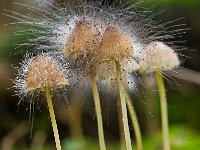 Spinellus fusiger 1, Saxifraga-Rik Kruit