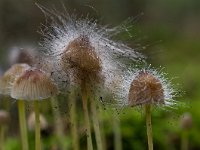 Spinellus fusiger 2, Saxifraga-Rik Kruit