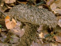 Strobilomyces strobilaceus, Old Man of the Woods