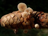 Strobilurus esculentus, Sprucecone Cap