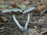 Stropharia caerulea 1, Valse kopergroenzwam, Saxifraga-Willem van Kruijsbergen