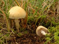 Stropharia coronilla, Garland Roundhead