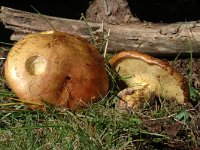 Suillus bovinus, Bovine Bolete