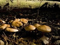 Suillus bovinus 2, Koeienboleet, Saxifraga-Jan van der Straaten