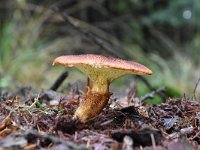 Suillus cavipes