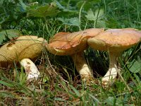 Suillus collinitus 1, Valse melkboleet, Saxifraga-Jan van der Straaten