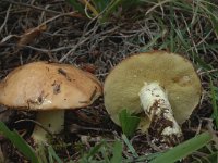 Suillus granulatus, Weeping Bolete