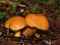 Suillus grevillei, Larch Bolete