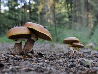 Suillus grevillei 5, Gele ringboleet, Saxifraga-Luuk Vermeer