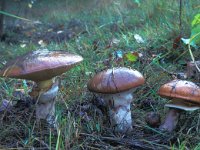 Suillus luteus, Slippery Jack