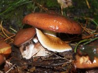 Suillus luteus 2, Bruine ringboleet, Saxifraga-Foto Fitis-Sytske Dijksen