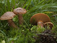 Suillus tridentinus 1, Roestrode ringboleet, Saxifraga-Willem van Kruijsbergen