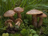 Suillus tridentinus 4, Roestrode ringboleet, Saxifraga-Willem van Kruijsbergen