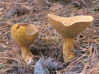 Suillus variegatus 1, Fijnschubbige boleet, Saxifraga-Jan de Laat