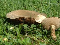 Suillus viscidus, Sticky Bolete